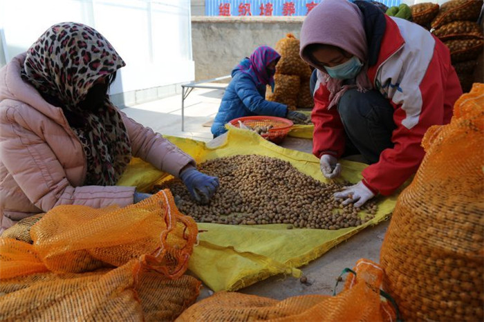 了不起！甘肅定西馬鈴薯良種出口7個(gè)國(guó)家