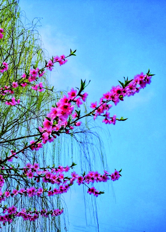 銅城桃花嫵媚綻放！君莫宅家辜負春光美景