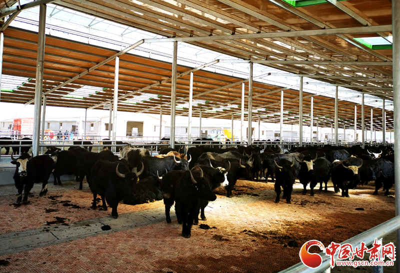 【甘肅省決戰(zhàn)決勝脫貧攻堅(jiān)】農(nóng)牧結(jié)合養(yǎng)起“脫貧?！?產(chǎn)業(yè)增效共唱“致富歌”