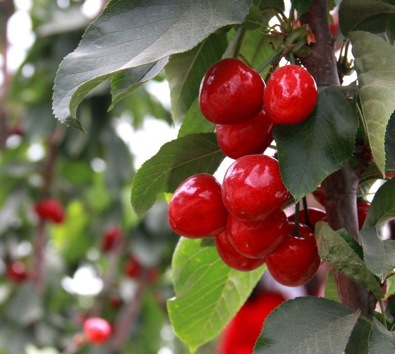 趕緊約起來(lái)！民勤紅旗谷櫻桃采摘園開(kāi)園啦！