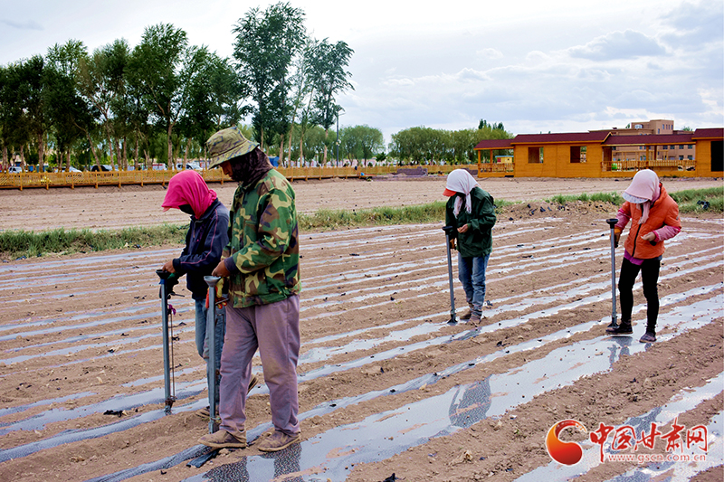 【甘肅省決戰(zhàn)決勝脫貧攻堅】瓜州縣：戈壁灘上念“花木經” 探脫貧路（圖）