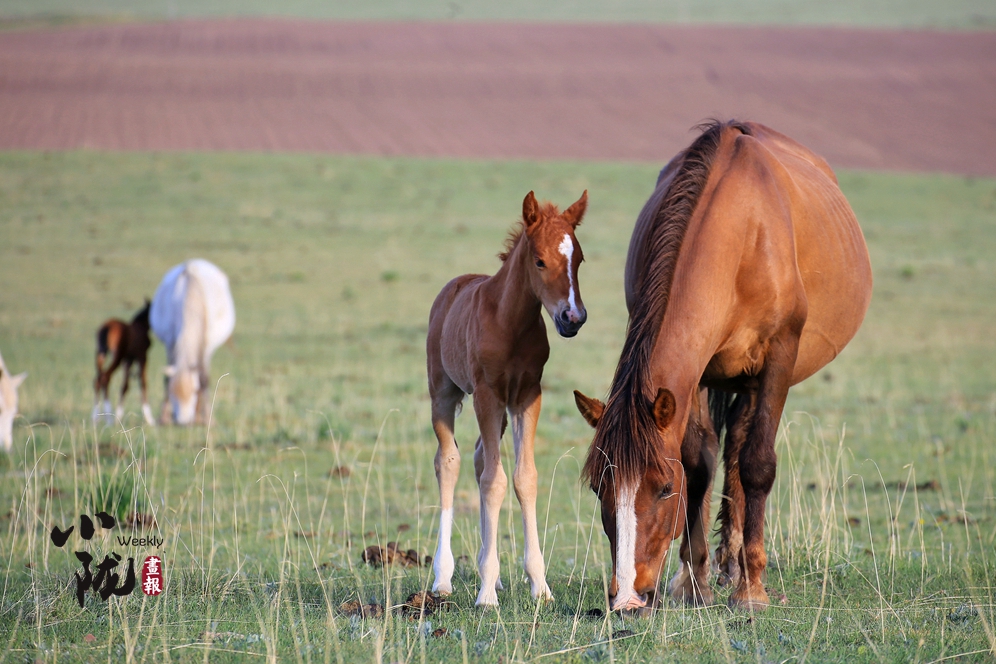 【小隴畫報·88期】跨越千年 走進(jìn)亞洲最大的馬場
