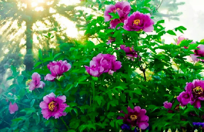 【“甘味”故事】“百花王”駕到！國色傾城正當時