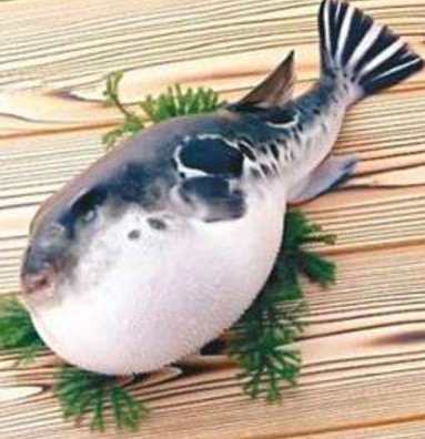 蘭州市市場監(jiān)督管理局發(fā)布通告禁止違法加工、經(jīng)營河豚魚