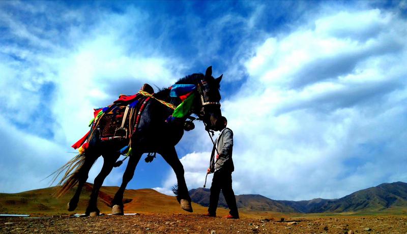 好消息！天祝被命名為“中國高原走馬之鄉(xiāng)”