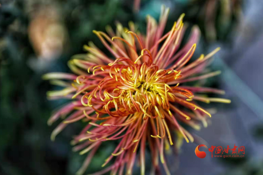 十五年，鍥而不舍終夢圓——寫在蘭州市入選全國文明城市之際