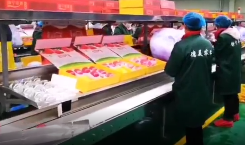 【獨(dú)家視頻】快訊丨甘肅省委副書記、代省長任振鶴在靜寧縣調(diào)研蘋果產(chǎn)業(yè)發(fā)展