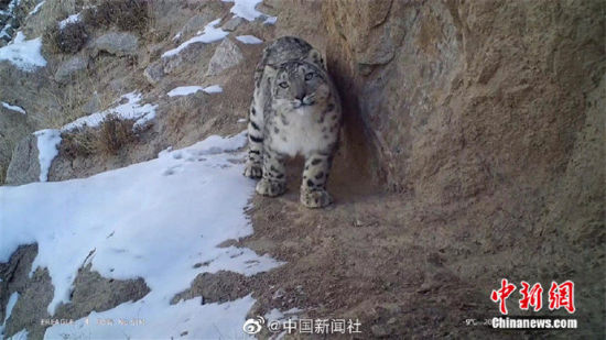 精靈漫步！甘肅阿克塞祁連山深處現(xiàn)雪豹身影