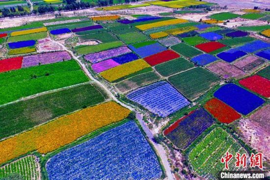 甘肅酒泉：除了天時(shí)地利，還有一“種”力