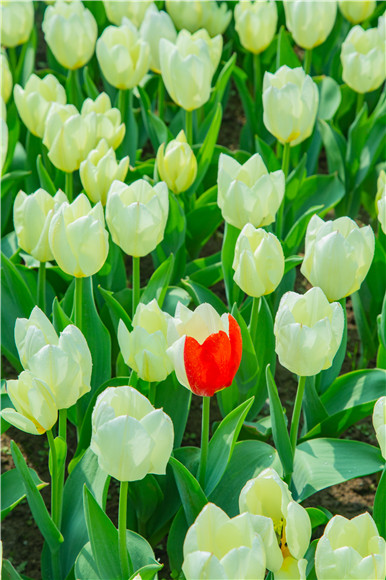 花叢中，別具一格。羅云希 攝