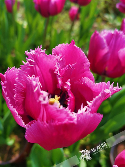 特色郁金香品種，花邊呈鋸齒狀。華龍網(wǎng)—新重慶客戶端記者 舒婷 攝