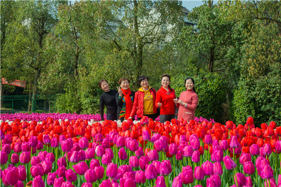 游客在郁金香花海里拍照打卡。羅云希 攝