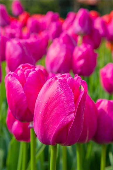 郁金香嬌艷欲滴。羅云希 攝