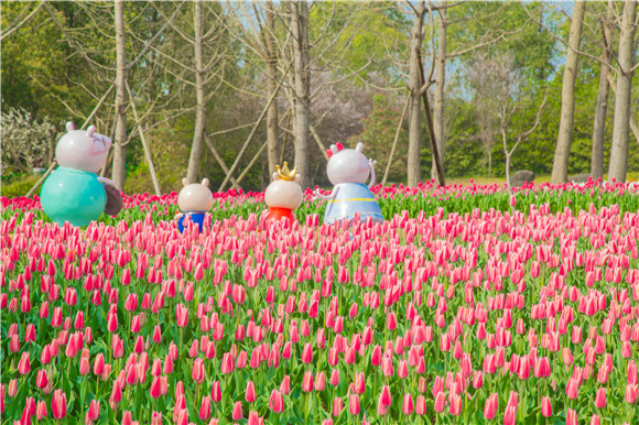長壽湖郁金香次第開放。羅云希 攝
