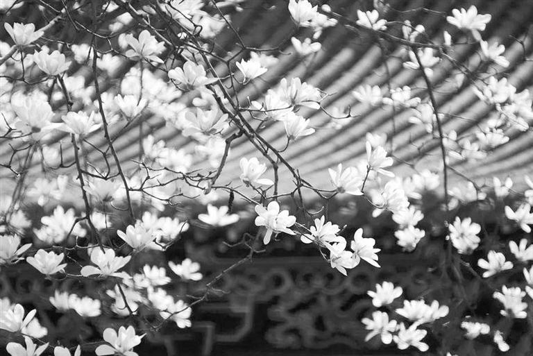 天水雙玉蘭堂，吟杜甫詩 煎泉水茶 賞白石書法