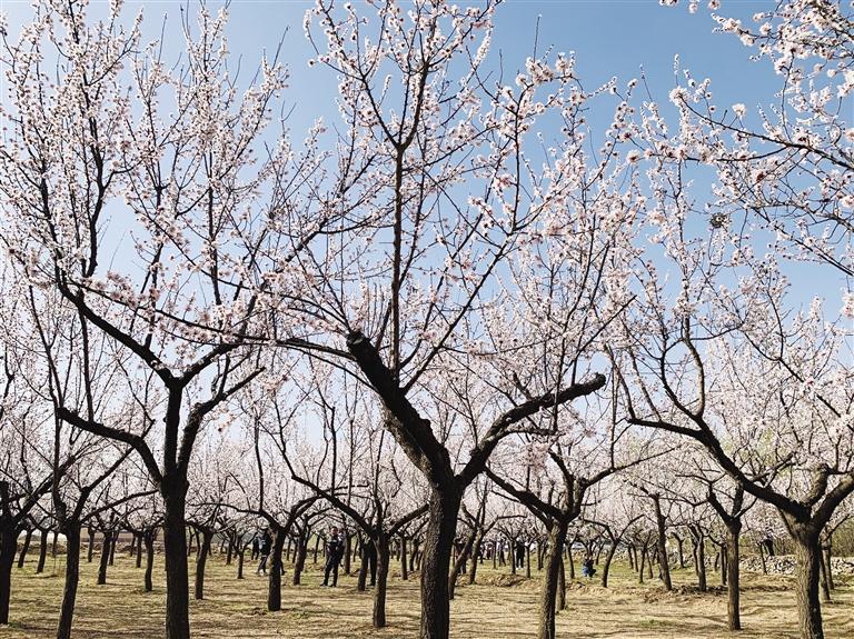 唐汪川的杏花開了！周邊游再添好去處