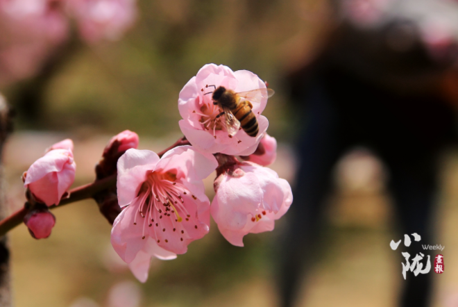 【小隴畫報·113期】最美人間四月天，灼灼桃花映秦安