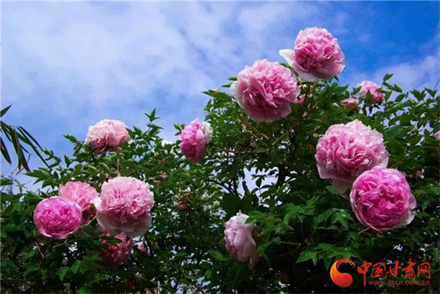 【五一游甘肅】暢游“臨洮縣紫斑牡丹文化旅游節(jié)”，這份攻略請(qǐng)收下！