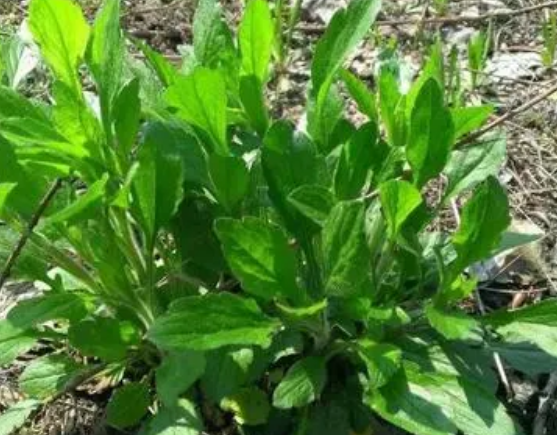 注意！路邊的野菜可不能亂采