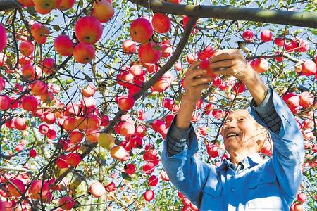 【偉大奇跡中的甘肅印記——甘肅脫貧攻堅紀(jì)實(shí)】產(chǎn)業(yè)扶貧 穩(wěn)定增收