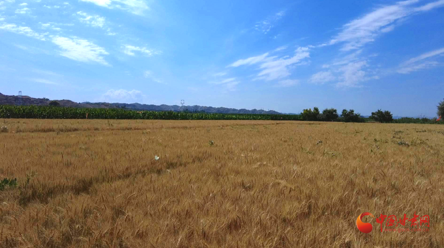 靖遠(yuǎn)：“農(nóng)機保姆”助力三夏生產(chǎn)