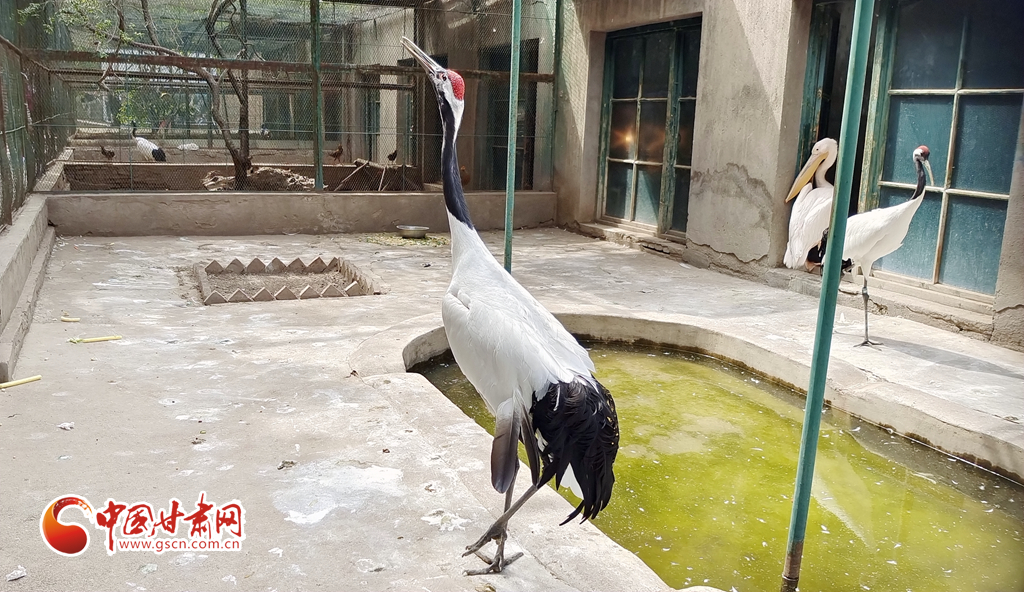 蘭州公安提醒市民：非緊急非必要，不出境