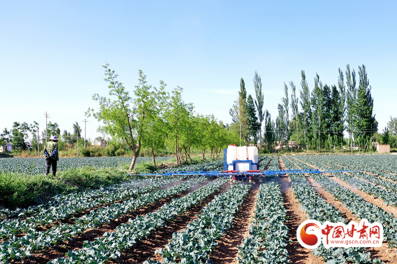【小康圓夢·看甘肅】臨澤平川鎮(zhèn)：特色產業(yè)興 致富路更寬