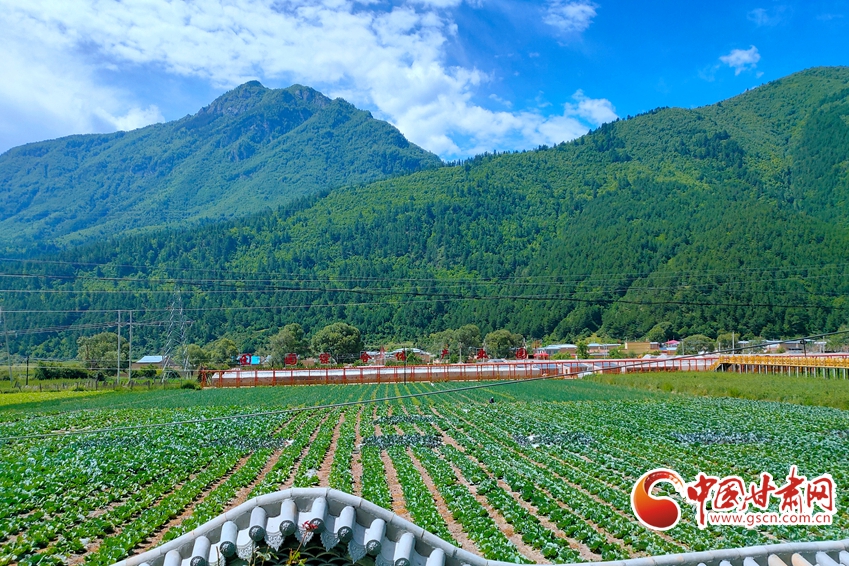 【隴拍客】迭部更古村：無公害蔬菜喜獲豐收