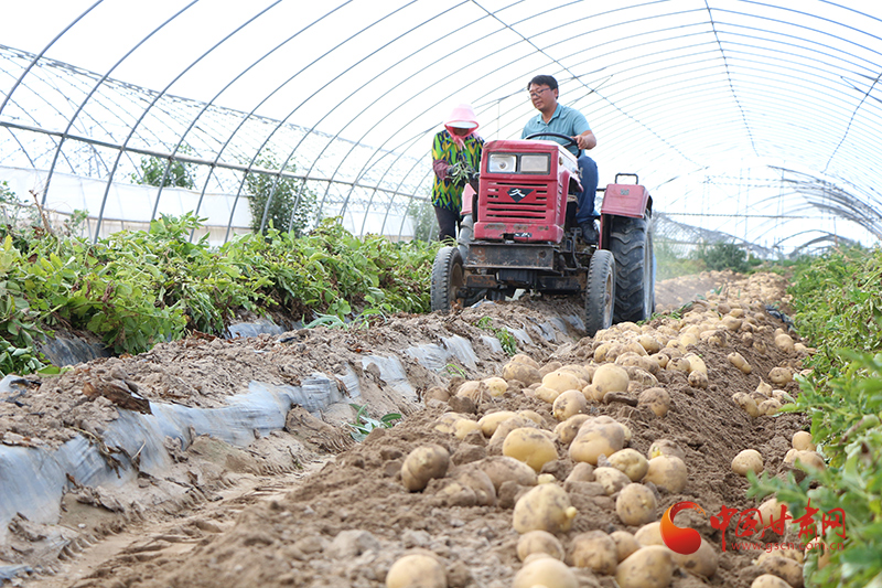 【小康圓夢·看甘肅】高臺(tái)南華鎮(zhèn)：千里沃野織錦繡 特色產(chǎn)業(yè)喜豐收