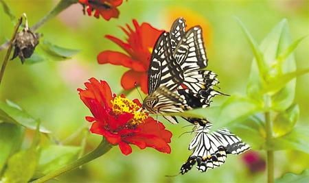 【美麗鄉(xiāng)村行】清水溝：田園美景入畫來(lái)