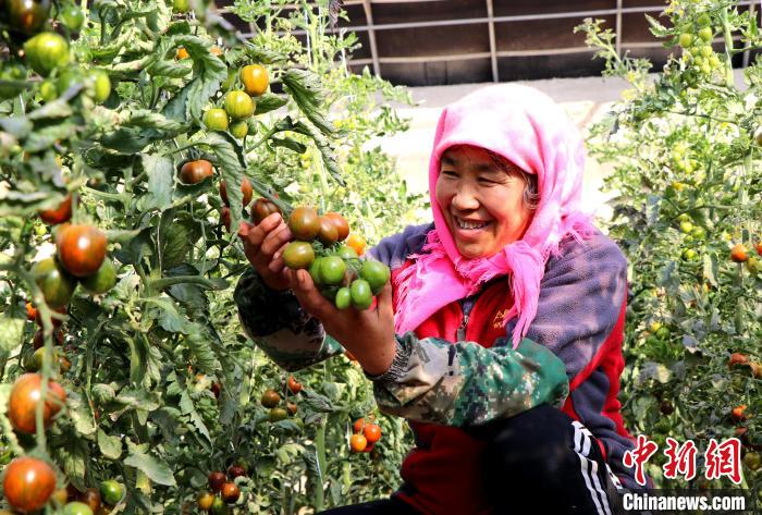 甘肅民勤戈壁溫室“水果西紅柿”解鎖鄉(xiāng)村惠農“密碼”