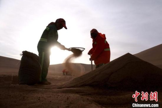 圖為“駱駝保姆”用土方法清理駝糞?！垥粤?攝