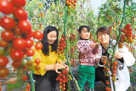 酒泉市肅州區(qū)東洞戈壁產(chǎn)業(yè)園里的圣女果、人參果陸續(xù)成熟上市