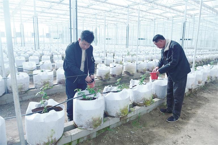 臨夏市折橋鎮(zhèn)樹莓基地智能化溫棚里的樹莓苗長勢(shì)良好