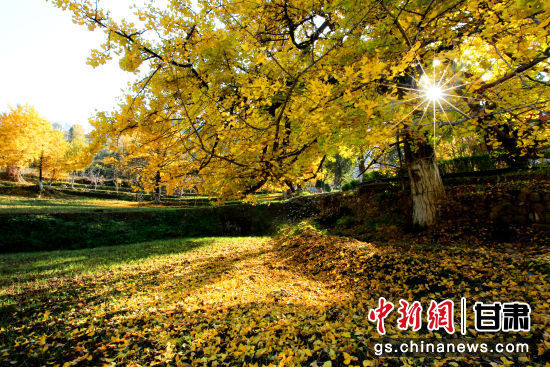 隴南徽縣銀杏樹最美的時候，當(dāng)屬每年的10月至11月。圖為樹葉已染黃的銀杏樹。張承榮 攝