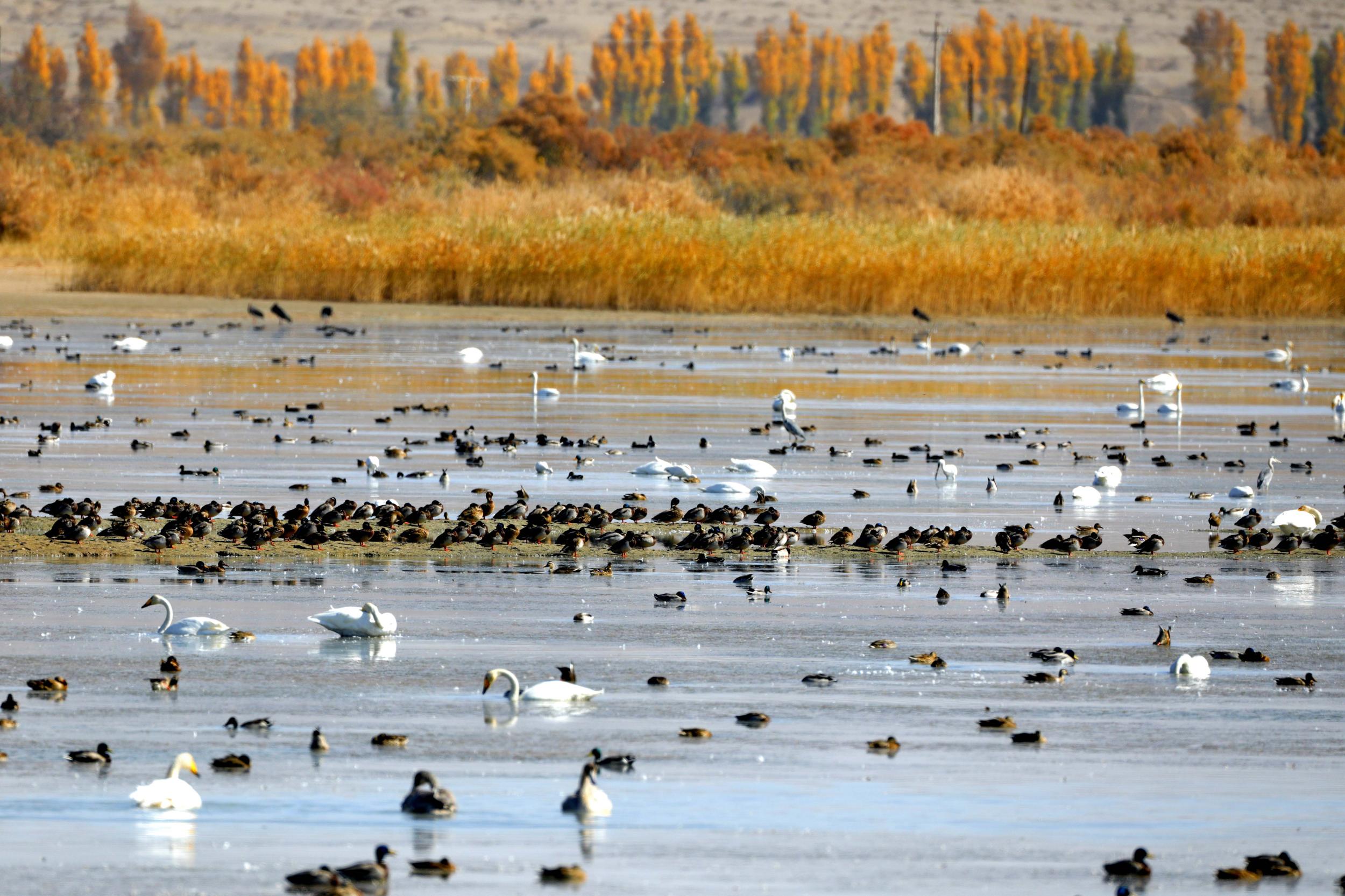 天鵝飛抵高臺縣黑河濕地嬉戲覓食、棲息越冬。尹昭霞攝
