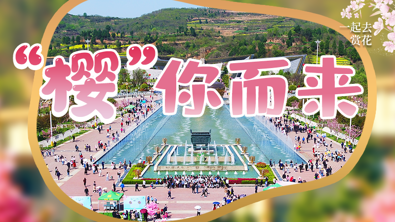 海報(bào)|春色爛漫，一組海報(bào)“云賞”櫻花盛開