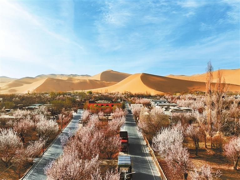 近日，敦煌鳴沙山下的李廣杏杏花陸續(xù)開(kāi)放，美如畫(huà)卷。新甘肅·甘肅日?qǐng)?bào)通訊員　張曉亮