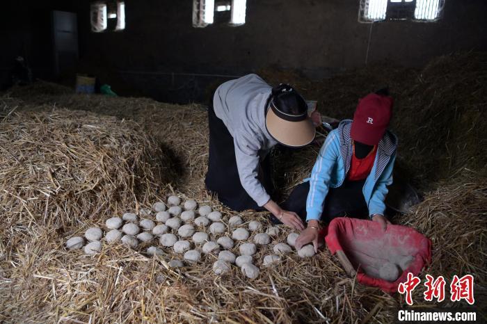 酒曲成型之后入曲房，入室之前要灑水，再鋪青稞草，防止曲塊的水分被吸走，曲房?jī)?nèi)有通風(fēng)道、窗戶(hù)、暖氣、電熱爐等各種控制曲房溫度的設(shè)備。圖為5月10日，工作人員將成型的曲塊搬運(yùn)到曲房。九美旦增　攝