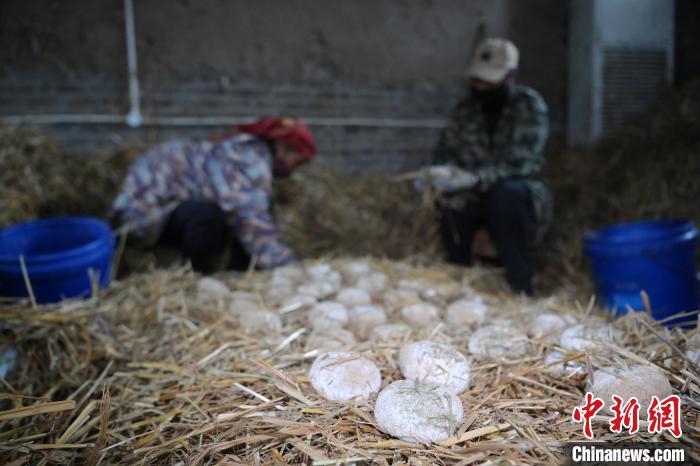 酒曲從曲坯入房培養(yǎng)到培養(yǎng)結(jié)束，整個(gè)培養(yǎng)周期控制在4至8天，曲坯的要求光滑，軟硬適宜，手按曲坯不松散，結(jié)實(shí)，薄厚一致。圖為5月10日，工作人員準(zhǔn)備將培養(yǎng)好的曲坯拿到外面晾曬。九美旦增　攝