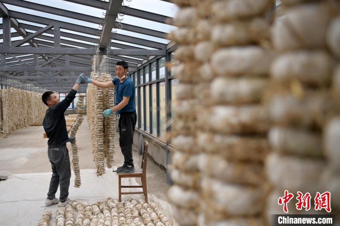 圖為5月10日，工作人員將用青稞面和青稞草等制成的曲坯用繩子串起來(lái)晾曬。九美旦增　攝