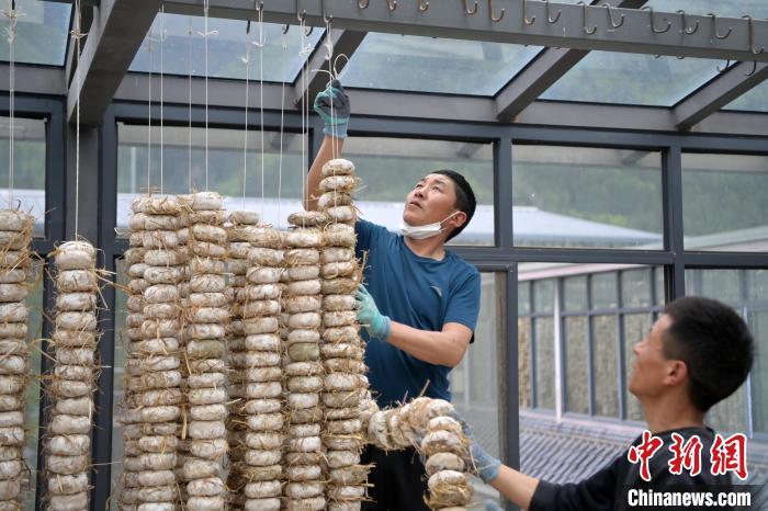 圖為5月10日，工作人員將用青稞面和青稞草等制成的曲坯用繩子串起來(lái)晾曬。九美旦增　攝