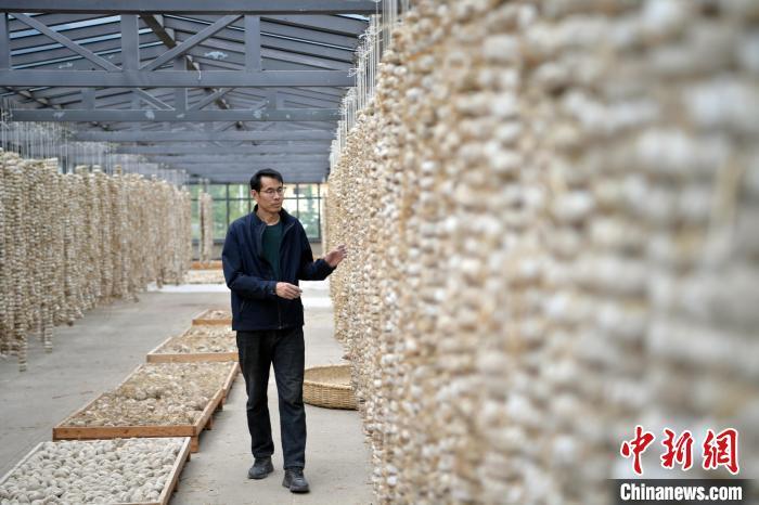 圖為5月10日，工作人員檢查晾曬的曲胚。九美旦增　攝