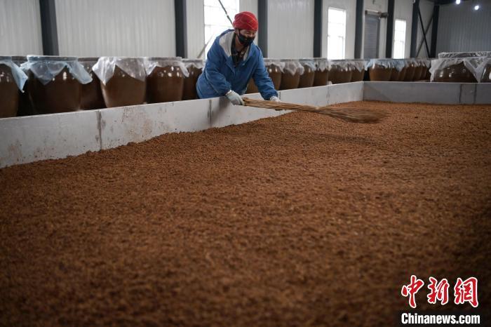 圖為5月10日，工作人員整理鋪撒的酒醅。九美旦增　攝