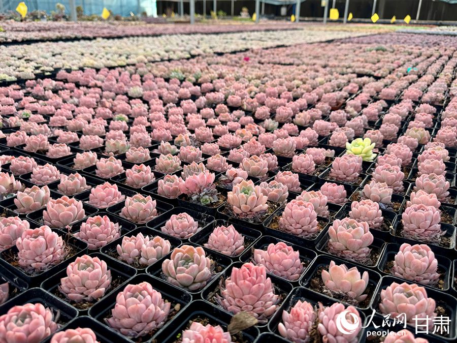 蘭州鑫源現(xiàn)代農(nóng)業(yè)休閑觀光旅游景區(qū)多肉大棚。人民網(wǎng)記者 焦隆攝