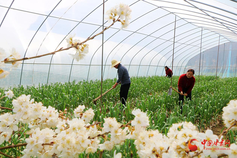 成縣：春耕生產(chǎn)熱潮涌動(dòng)