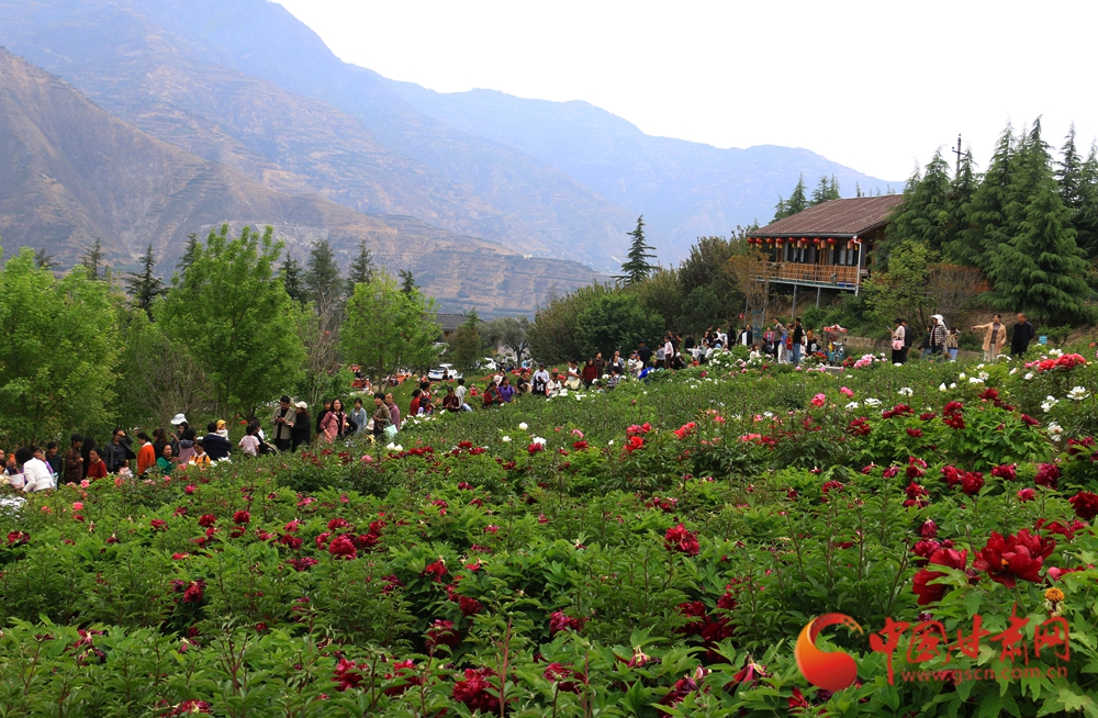 春動(dòng)隴原丨武都：牡丹吐艷 一園花景待君來(lái)